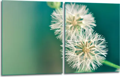 Produktbild von Herdabdeckplatten 2x40x52 Glaskeramikfeld 2-Teilig Glas Spritzschutz Blumen