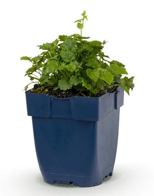 Imagen del producto de Campanula posch. Variedad Lisduggan - Campanilla de hoja de melocotonero - Cubresuelo - Blanca - 15-25cm - Ø11cm - Planta de jardín