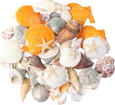 Imagen del producto de Conjunto decorativo de conchas marinas y estrellas de mar, surtido, 50 piezas, para proyectos de manualidades