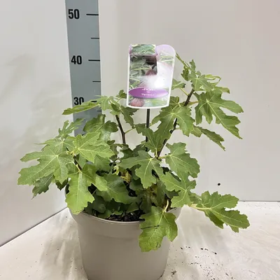 Zdjęcie produktu dla Ficus carica 'Perretta' – figowiec | 50–60 cm w doniczce