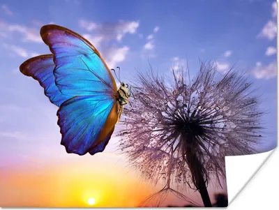 Produktbild von MuchoWow® Poster Schmetterling - Sonnenuntergang - Löwenzahn - Blau 120x90 cm - Wandbild