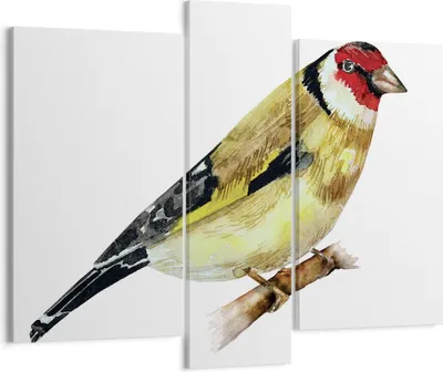Produktbild von Bild auf Leinwand - Leinwandbild - 3 Teile - Stieglitz Vogel Aquarell - 95x80cm - Wand Bild - Wanddeko - Wandbilder - Leinwanddruck - Bilder - Wanddekoration - Leinwand bilder - CB95x80-4179