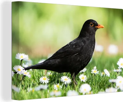 Produktbild von OneMillionCanvasses® - Leinwandbilder - 140x90 cm, Vogel - Amsel - Blumen, Wandbilder Kunstdruck Wanddekoration - Foto auf Leinwand - Gemälde auf Holzrahmen