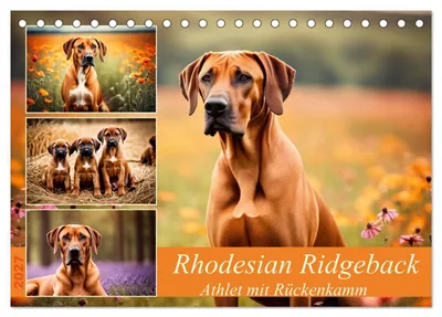 Produktbild von Rhodesian Ridgeback - Athlet mit Rückenkamm (Tischkalender 2027 DIN A5 quer), CALVENDO Monatskalender
