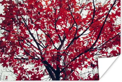 Produktbild von MuchoWow® Poster Ahorn - Blätter - Herbst - Natur 180x120 cm - Fotoplakat