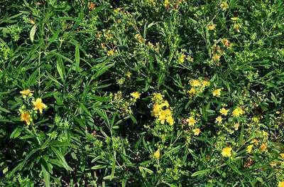 Immagine prodotto di Hypericum dummeri 'Peter dummer' - Erba di San Giovanni 20 - 30 cm Contenitore