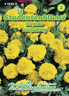 Artikelbild 1 von 'Studentenblume Cupido' aus der Kategorie Studentenblumensamen
