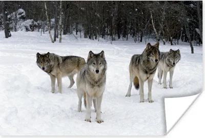 Produktbild von MuchoWow® Poster Wolf - Schnee - Kanada 180x120 cm - Fotoplakat