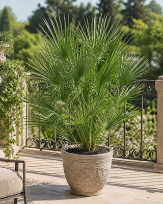 Produktbild von Zwergpalme 130–160 cm winterhart – Chamaerops humilis, mediterrane Gartenpalme für Terrasse & Balkon, robuste Europäische Palme