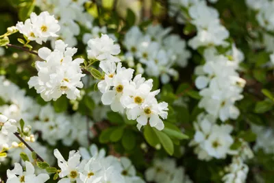 Produktbild von Exochorda macrantha 'The Bride', Perlenstrauch, weiß, 40–60 cm