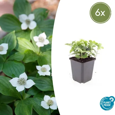 Immagine prodotto di Copertura del terreno - Corniolo canadese - Cornus canadensis - Vaso da 9 cm - Set di 6 piante