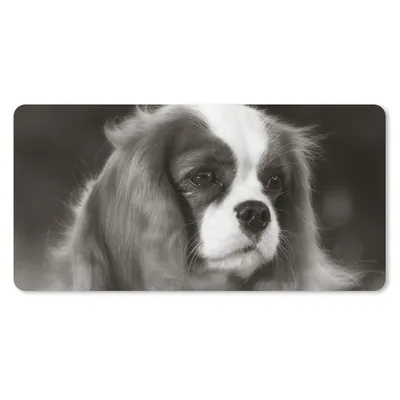 Produktbild von MuchoWow® Mauspad Mousepad Schwarz-Weiß-Foto eines Cavalier King Charles Spaniels 60x30 cm - Mousepads - Maus Mat - Pad - Mausunterlage - Nachhaltig