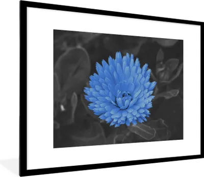 Produktbild von MuchoWow® Gerahmtes Poster Blumen - Schwarz - Weiß - Blau 80x60 cm - Poster mit Schwarzem Bilderrahmen Wandposter Rahmen Foto Bilder - Schlafzimmer-Dekorationen - Fotoposter