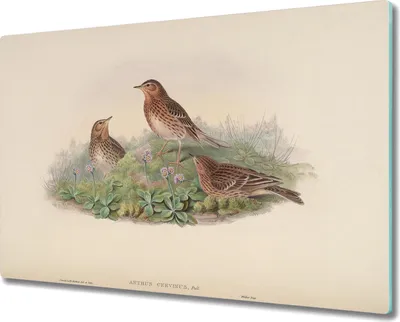 Produktbild von Coloray Hackbrett Herdabdeckplatte 80x52 cm Küchenbrett Kochplattenabdeckung Schneidebrett - Vögel Tiere