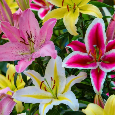 Produktbild von Lilien Zwiebeln Winterhart Mehrjährig - Orientalische Lilien Mischung - 15 Zwiebeln - Mehrjährig und Winterhart Blumenzwiebeln aus Holland (große Knollen, kein Samen, nicht künstlich)