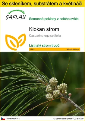 Obrázek produktu pro SAFLAX Kultivační sada - klokan strom - Casuarina equisetifolia - 200 Semena - S mini skleníkem, pěstebním substrátem a 2 květináči