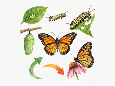 Muursticker Levenscyclus Vlinder: Ontwerp