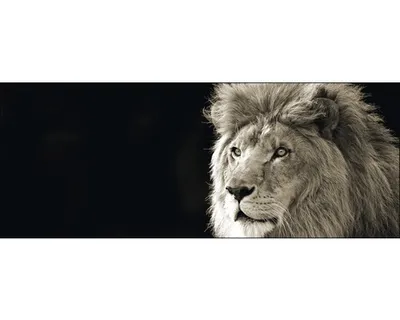 Produktbild von Glasbild Lion 80x30 cm