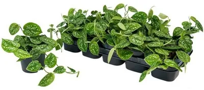 Obrázok produktu pre Scindapsus Pictus Argyraeus Kvetináč Ø 12 / výška cca 25 cm Pestrofarebná popínavá rastlina  Ľahká údržba Zavesená rastlina Izbová rastlina