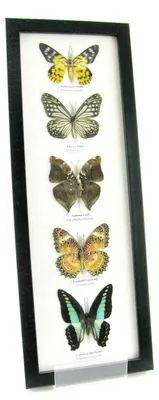 Image de Cinq papillons naturalisés, présentés dans un cadre photo noir