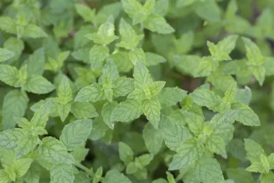 Produktbild von Mentha x piperita 'Multimentha', Pfefferminze, aromatisch, ca. 9x9 cm Topf