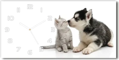 Produktbild von Wanduhr aus Glas – 60x30 cm - Glasbild - Glasuhr - Gehärtetes Glas - weisse-zeiger - Hund und Katze