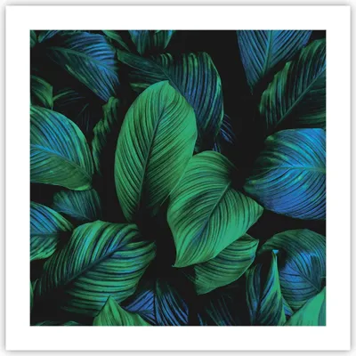 Produktbild von Poster - Poster ohne Rahmen - Blätter Pflanzen Exotik - 50x50 cm - Wand Bild - Wanddeko - Wandbilder - Kunstposter - Wandposter - Bilder - Kunstdruck - Wanddekoration - Wandbild - P2XAC50x50-5066