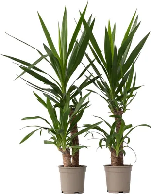 Zdjęcie produktu dla Jukka - 2 szt - Yucca elephantipes - Wysokość 70-80cm - ⌀21cm