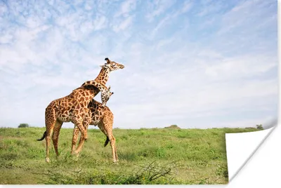 Produktbild von MuchoWow® Poster Zwei Giraffen in den Savannen des Serengeti-Nationalparks in Afrika 30x20 cm - Plakate - Print