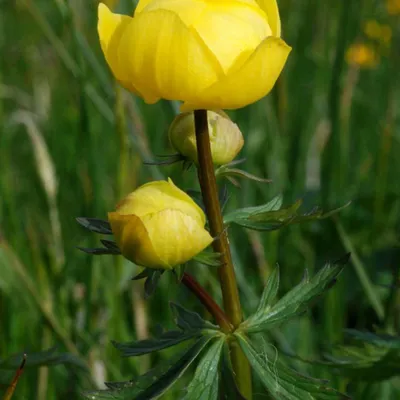 Produktbild von 6 x Trollblume - Trollius europaeus  | Topf 9cm x 9cm