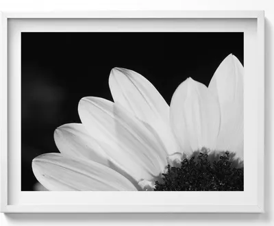 Produktbild von Gänseblümchenblüten in Schwarz-Weiß– Wandbild mit Rahmen – Gerahmtes Bild  – Wanddekoration – 80x60 cm –  Weiß Rahmen