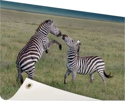 Produktbild von Gartenposter - 120x80 cm - Zebras spielen  - Modernes Wandbilder - Wilde Tierposter