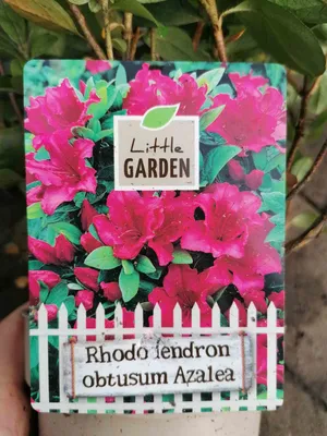 Produktbild von Japanische Azalee rot 20-30 cm - Rhododendron obtusum Azalea japonica