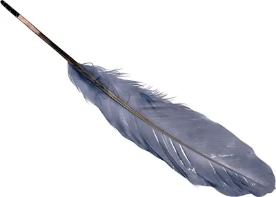 Produktbild von KNORR PRANDELL 216620000 Gänsefedern ca. 16 - 21 cm weiss
