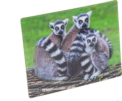 Produktbild von 3D Magnet Lemuren