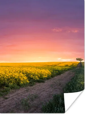 Produktbild von MuchoWow® Poster Blumen - Straße - Himmel - Gelb - Lila - Sonnenuntergang - Natur 30x40 cm - Wandplakat - Poster Kinderzimmer