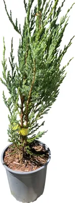 Produktbild von Juniperus scoparius 'Blue Arrow' - Blauer Zypressenwacholder 40-50 cm container