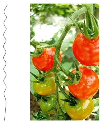 Produktbild von Tomatenspiralstab 180 cm verzinkt