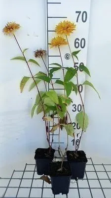 Immagine prodotto di 6 x Heliopsis hel. 'Goldgefieder' - Heliopsis - Topf 9 x 9 cm