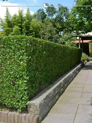 Produktbild von Wintergrüner Liguster Atrovirens 60-80 cm Wurzelnackt, 300x Heckenpflanze