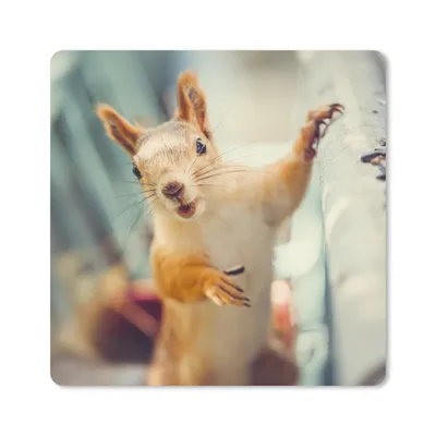 Produktbild von MuchoWow® Mauspad Mousepad Eichhörnchen - Tier - Herbst - Porträt 20x20 cm - Mousepads - Maus Mat - Pad - Mausunterlage - Desk Mat - Bureauartikeln
