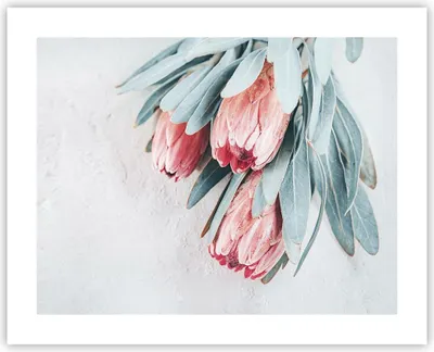 Produktbild von Poster - Poster ohne Rahmen - Blume Eukalyptus Australier - 50x40 cm - Wand Bild - Wanddeko - Wandbilder - Kunstposter - Wandposter - Bilder - Kunstdruck - Wanddekoration - Wandbild - P2XAA50x40-5016