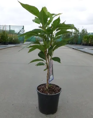 Produktbild von Prunus serr. 'Amanogawa' - Japanische Zierkirsche 60- 80 cm - Container