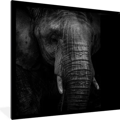 Produktbild von MuchoWow® MuchoWow® Gerahmtes Poster Elefant - Tier - Schwarz 40x40 cm - Poster mit zchwarzem Bilderrahmen - Mit Rahmen - Wanddekoration Schlafzimmer