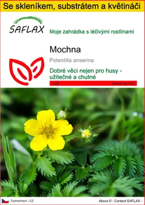 Obrázek produktu pro SAFLAX Kultivační sada - mochna - Potentilla anserina - 20 Semena - S mini skleníkem, pěstebním substrátem a 2 květináči