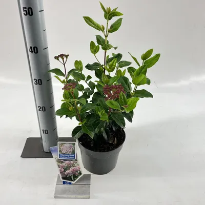 Produktbild von Viburnum tinus Lisarose ('Loren'PBR) - Lorbeer-Schneeball | 30-35 cm im Topf