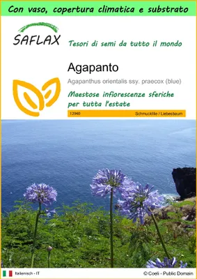Immagine prodotto di SAFLAX Garden to go - Agapanto - 50 semi - Agapanthus