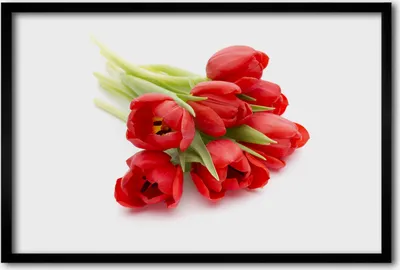 Produktbild von Bild 60x40 MDF-Rahmen, Wandkunst rote Tulpen