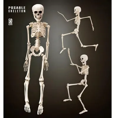 Obrázek produktu pro Pohyblivá kostra 50cm