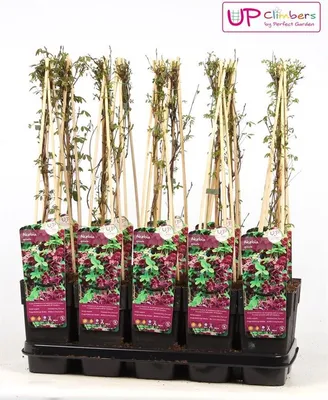 Produktbild von Klettergurke Akebia quinata 40–60 cm – Fingerblättrige Akebie für Rankhilfe, winterhart & schnellwachsend, Gartenpflanze
